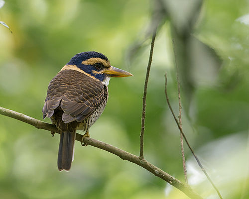 Scaly-breasted kingfisher